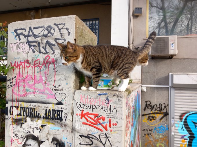 A tabby cat with a white chest stands atop a graffiti-covered concrete pillar on a city street.