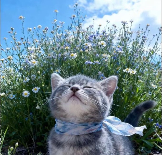 A gray tabby kitten with closed eyes and a blissful expression sits in a lush field of daisies and forget-me-nots under a bright blue sky, wearing a light blue and pink scarf tied around its neck, perfectly capturing the post's message of "touching grass" by enjoying nature instead of grinding, offering a wholesome, peaceful visual escape from the hustle of work.