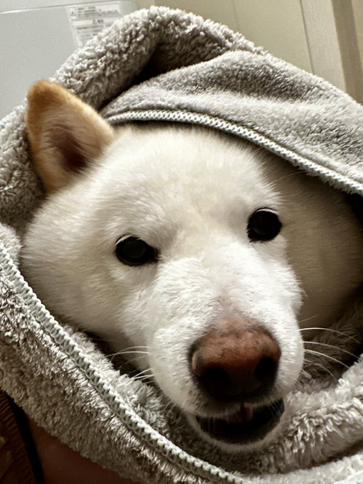 A fluffy white Shiba Inu peeks out from a gray hooded towel, giving a curious, slightly cross-eyed stare. The Japanese greeting "おはラッちゃん" (Good morning, Ratchan) suggests this is a morning cuddle moment with the dog, whose name appears to be "Rachan."