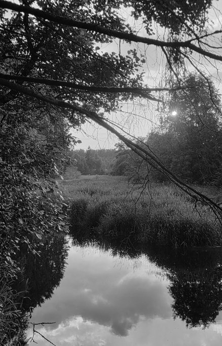 A black and white photograph of a peaceful river surrounded by dense foliage and overhanging branches, with the sun shining through and reflections mirrored on the water's surface.