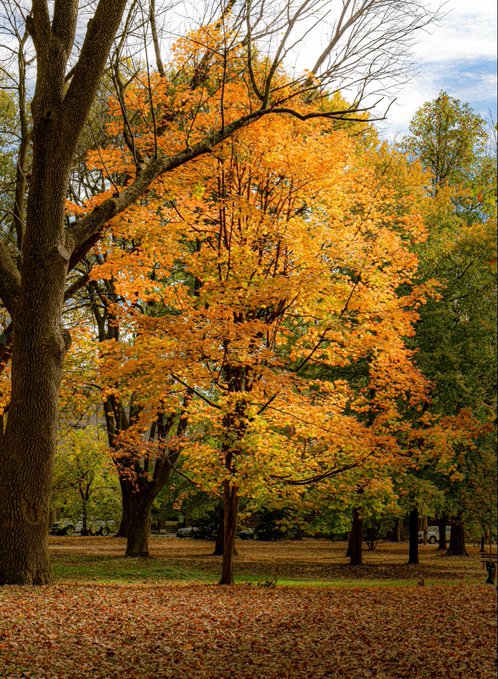 An autumn landscape photograph featuring large trees with vibrant orange and yellow foliage, fallen leaves covering the grass, and a partly cloudy blue sky.