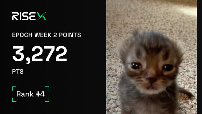A graphic showing 'RISEX' with 'EPOCH WEEK 2 POINTS 3,272 PTS' and 'Rank #4' next to a photo of a small tabby kitten.