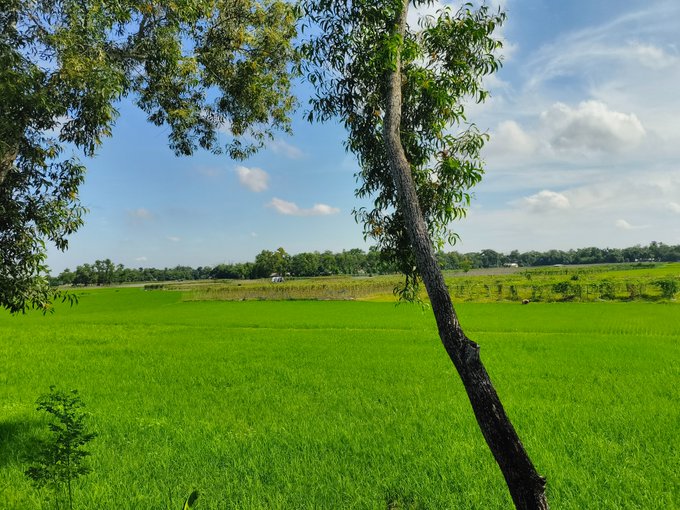 A serene photograph of lush green rice paddies stretching to a tree line under a bright blue sky with scattered clouds, framed by tree branches in the foreground.