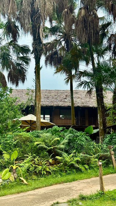 A tropical scene with tall palm trees and lush greenery surrounding a traditional thatched-roof building.