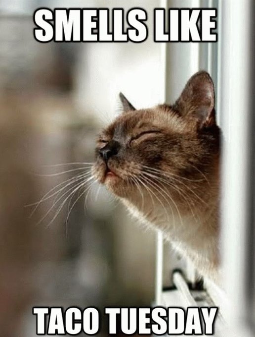 A brown cat with closed eyes appears to be sniffing contentedly at the air near a window, with "SMELLS LIKE" at the top and "TACO TUESDAY" at the bottom in white meme text. The caption humorously connects to the post by pairing the cat's blissful sniffing expression with the playful idea of Tuesday arriving "smelling like tacos."