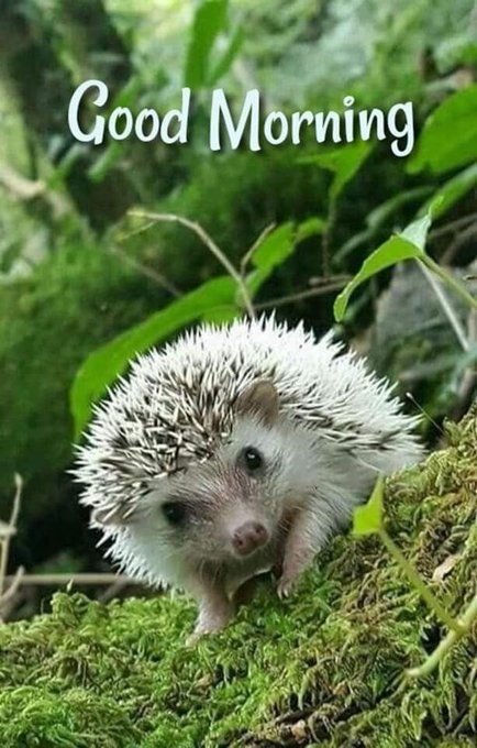 A small hedgehog stands on moss-covered ground with green foliage in the background, with the text 'Good Morning' displayed at the top.