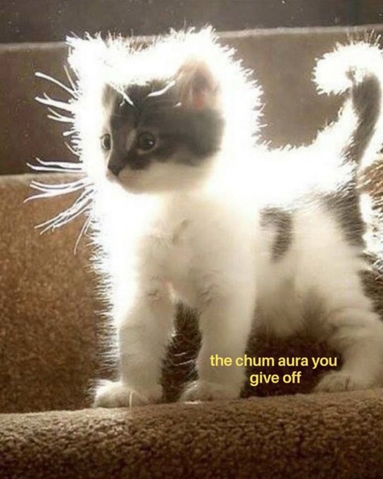 A small black-and-white kitten sits backlit on carpeted stairs, its fur glowing radiantly in the light. The caption reads "the chum aura you give off" in yellow text.