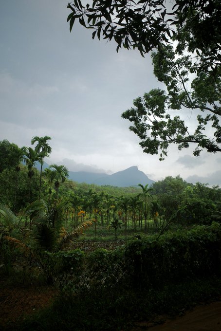 A lush tropical landscape features dense palm trees and a plantation in the foreground, with misty mountains visible in the background under a cloudy sky.