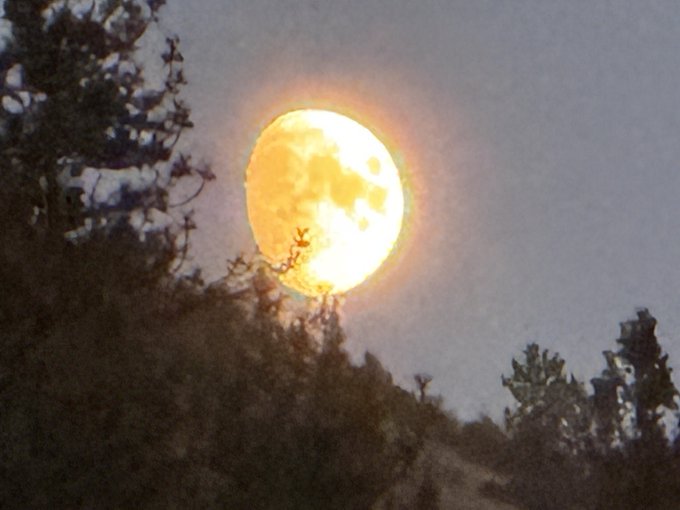 A glowing full moon rises over silhouetted treetops against a hazy dusk sky. The image matches the caption's simple "Moon moon" reference by showcasing the moon as the sole focal point.