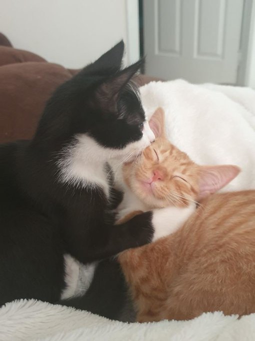 A black and white cat affectionately grooming an orange tabby cat that is sleeping peacefully on a white fluffy surface.