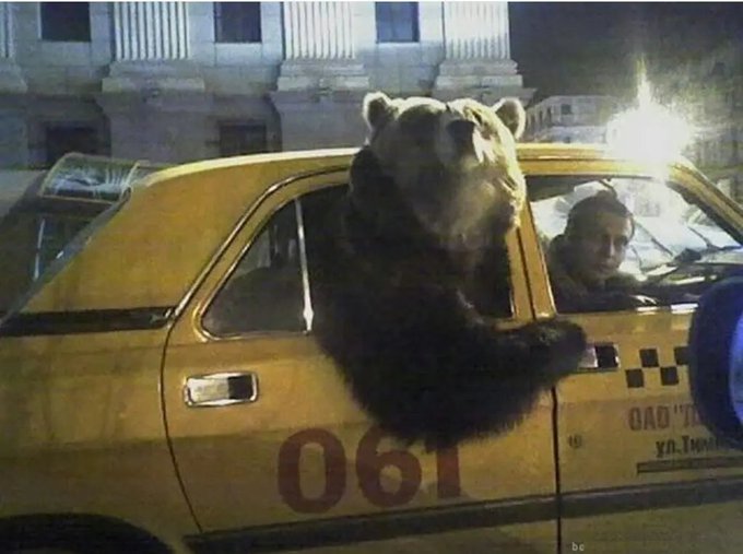 A humorous image of a large brown bear sitting in the passenger seat of a yellow taxi with "061" on the door, while a man drives at night.
