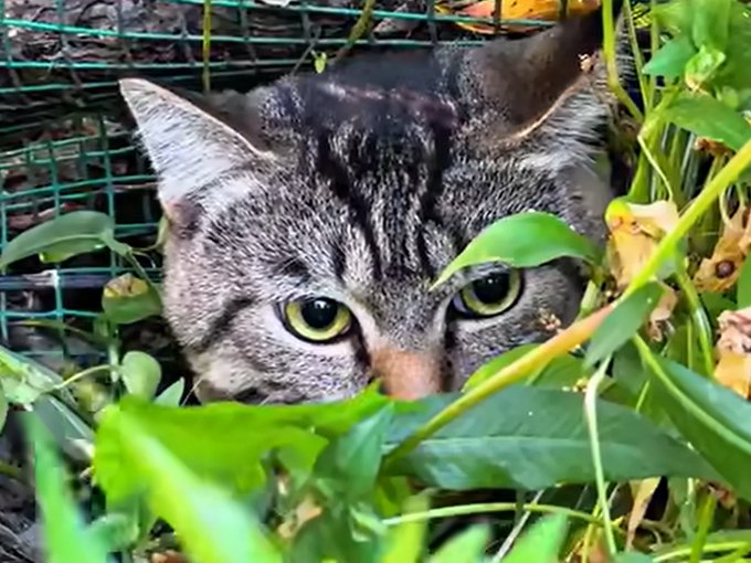A close-up of a tabby cat with bright green eyes peering through green leafy plants, with a green wire mesh visible in the background.