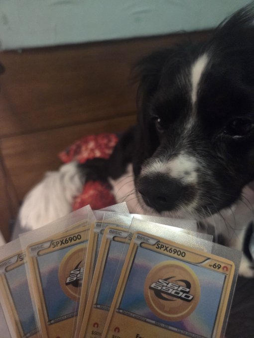 A black and white puppy looking at the camera while resting next to a stack of SPX6900 trading cards in protective sleeves.