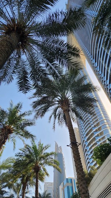 Tall palm trees frame a sleek glass skyscraper against a clear blue sky, with another modern high-rise visible in the distance. The image captures a sunny, urban oasis—perfect for the "touching grass" side of the morning choice, blending tropical greenery with the polished architecture of a bustling financial district.