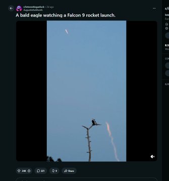 A bald eagle perches on a bare branch in the foreground while a rocket ascends through the blue sky in the background, captioned "A bald eagle watching a Falcon 9 rocket launch," juxtaposing the patriotic image with a post promoting the "A4P9aeFP3qqLqhAuZetRgT3qTCVZ8iq51qz9WT3Ypump" meme token on Solana.