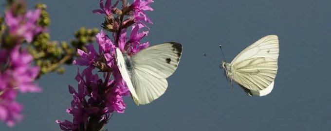 Two white butterflies are shown in mid-flight near purple flowers against a blue sky background.