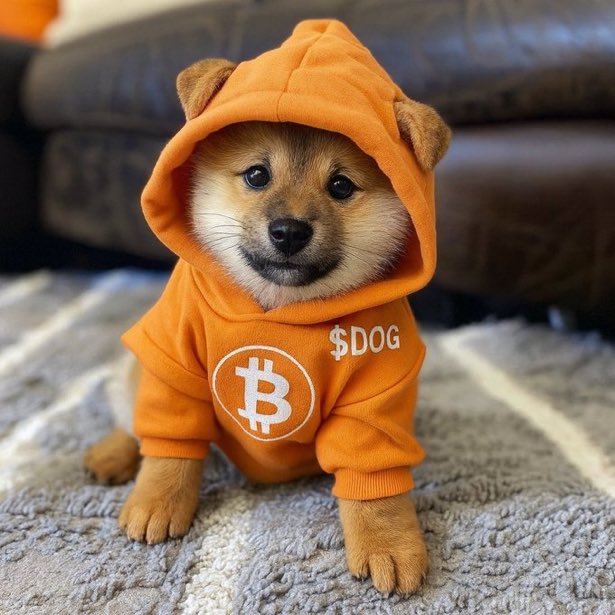 A small Shiba Inu puppy wearing an orange hoodie featuring a Bitcoin logo and the text '$DOG' on the front.
