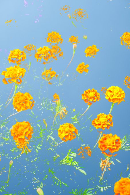 Orange marigold flowers and green foliage set against a vibrant blue background with a textured, almost painted appearance.