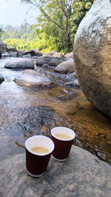 Two small paper cups containing a light-colored beverage sit on a rock beside a shallow, rocky stream surrounded by lush green vegetation.
