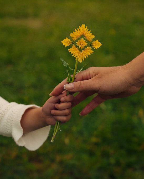 Two hands gently clasp a small bouquet of yellow flowers against a blurred green grass background.