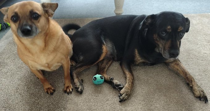 Two small dogs, one tan and one black and tan, lie on a carpet next to a small teal ball.