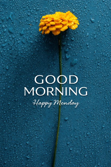 A yellow flower covered in water droplets on a blue background with the text 'GOOD MORNING Happy Monday'.