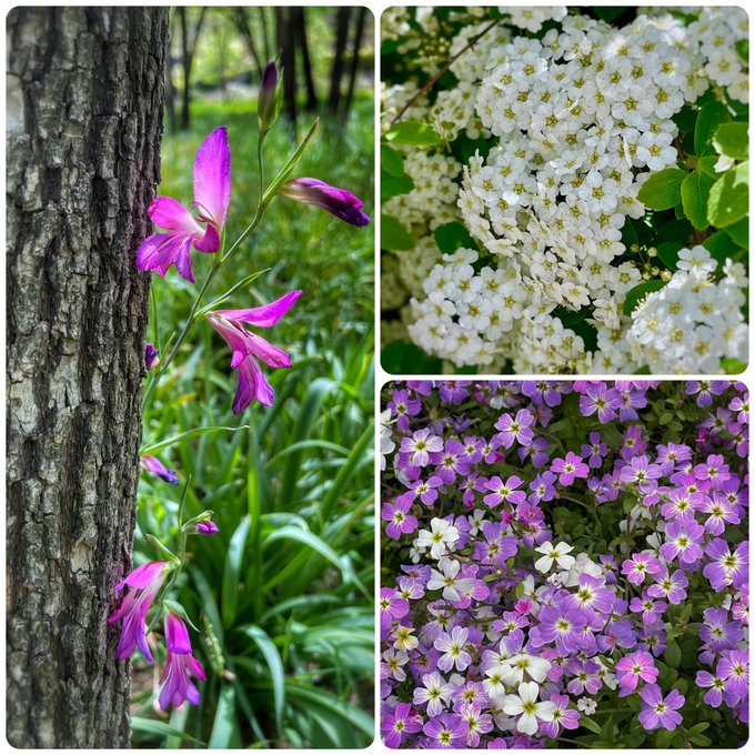 A three-panel photo collage showing pink wildflowers near a tree trunk, a cluster of small white flowers, and a patch of purple and white flowers.