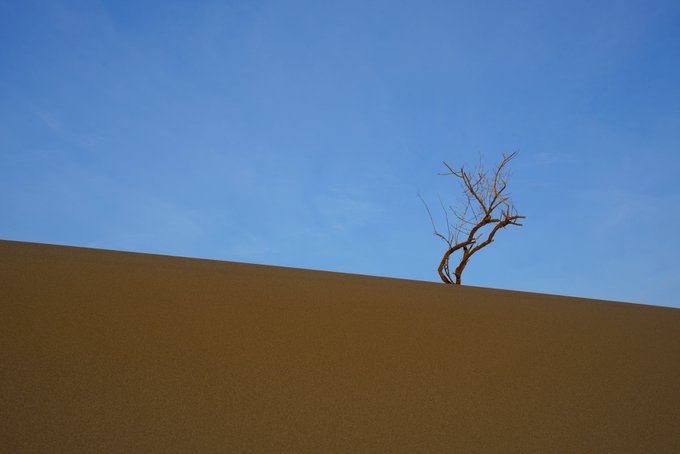 A bare, dead tree standing on the crest of a brown sand dune against a clear blue sky.