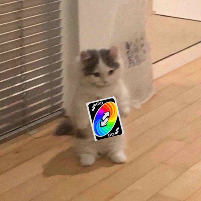 A fluffy white and gray cat standing on its hind legs on a wooden floor, with a digital Uno reverse card overlaid on top of its body.
