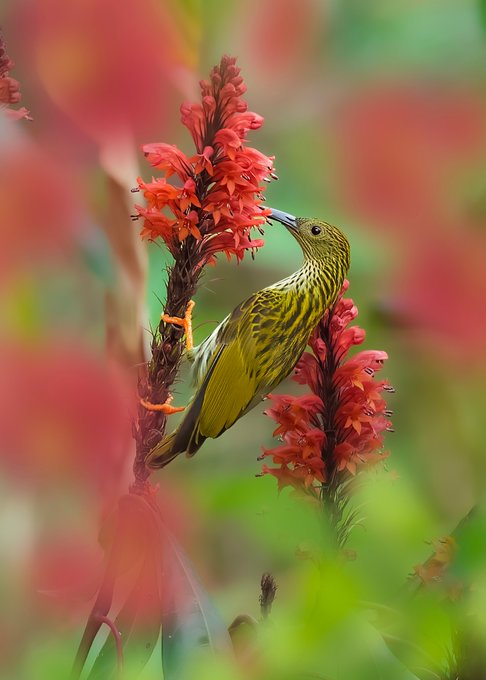 A small yellow and green bird perches on a red flower spike, appearing to sip nectar with its curved beak against a soft red and green background.