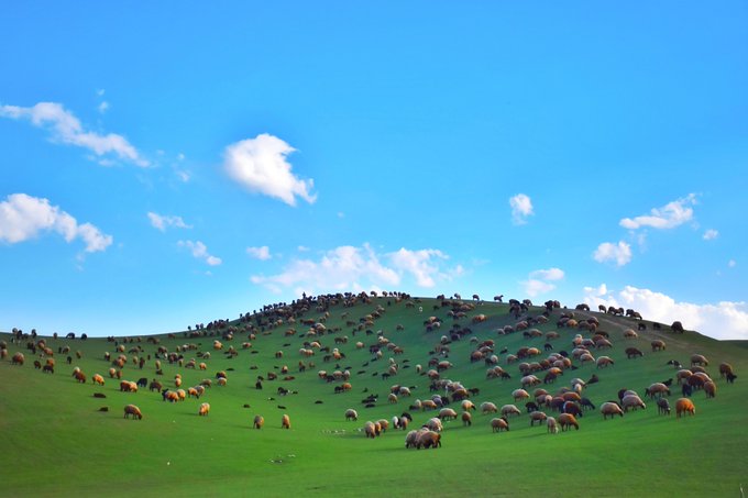 A bright landscape photograph showing a green hill covered with a large flock of grazing sheep under a blue sky with scattered clouds.