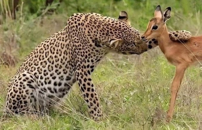 The image shows a leopard sitting down while an antelope stands next to it. They are both facing each other with their eyes locked onto one another. The caption of the image reads "pumpfun devs be like trust me bro, im not like the rest".