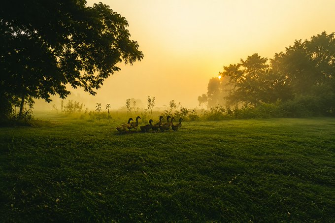 The image shows a group of ducks walking through a field, surrounded by trees. The sun is rising behind them, creating a beautiful backdrop for this scene. The ducks appear to be moving towards the right side of the photo, while the sun is positioned in the top left corner. The overall atmosphere suggests that it's another day filled with opportunities and new beginnings.