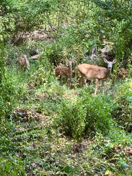 Two deer, likely a doe and a fawn, standing among tall green grass and foliage in a wooded area.