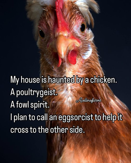 A meme featuring a close-up of a chicken's face with text joking: 'My house is haunted by a chicken. A poultrygeist. A fowl spirit. I plan to call an eggssorcest to help it cross to the other side.'