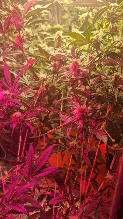 A flowering cannabis plant illuminated by a pink/magenta grow light, showing developing buds amid dense foliage, likely posted to illustrate a discussion about low-stress training (LST) techniques during the flowering stage.