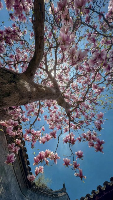 Image 5: An upward view of a magnolia tree in full bloom with pink flowers against a bright blue sky, with sunlight filtering through the branches and a traditional tiled roof visible at the bottom.