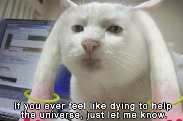 A white cat meme with text reading "If you ever feel like dying to help the universe, just let me know," featuring the cat with long ears shaped like hangnails (the image is too low-resolution to show further detail).