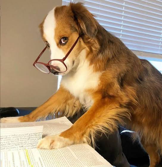 A fluffy brown and white dog wearing red-framed reading glasses appears to be studying a textbook or document.