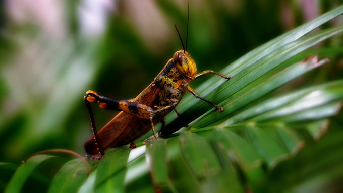 A close-up macro photograph of a brown-orange grasshopper resting on green leaves.