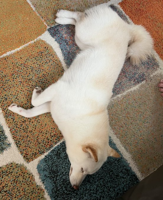 A white dog lying on its back, stretched out on a colorful patterned rug.
