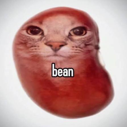A distorted image of a cat's face superimposed on a kidney bean shape features the text 'bean' below the eyes.