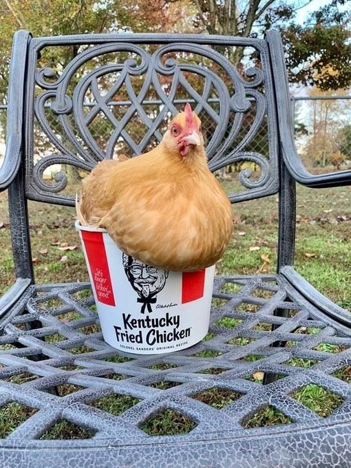 A buff buff-colored chicken sits in a KFC 'Kentucky Fried Chicken' bucket placed on an ornate gray metal patio chair outdoors.