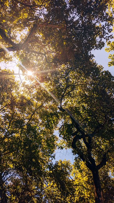 A photograph looking upward through tree branches at sunlight breaking through the green canopy.