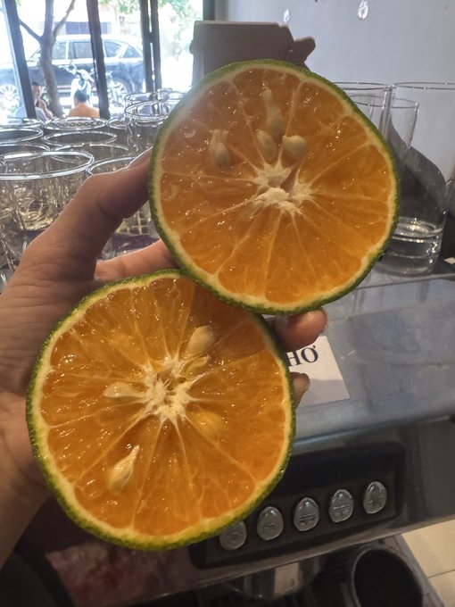 A hand holds up two halves of a halved orange, displaying the cross-section with its juicy segments and seeds against a backdrop of glasses and what appears to be a commercial kitchen.