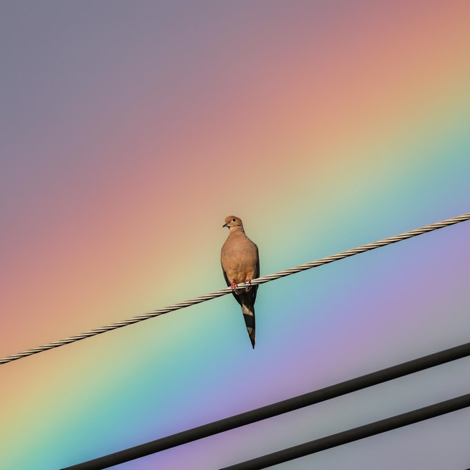 A dove perches peacefully on a wire against a vibrant pastel rainbow sky, symbolizing the calm and serenity of post-retirement bliss. The image evokes the tranquil, weightless feeling of financial freedom after cashing out a viral meme coin, with the bird representing carefree ease high above life's usual hustle.