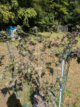 A backyard garden scene shows a wire tomato cage supporting a sprawling plant with some green and some drying leaves, with a beehive visible in the background near the trees.