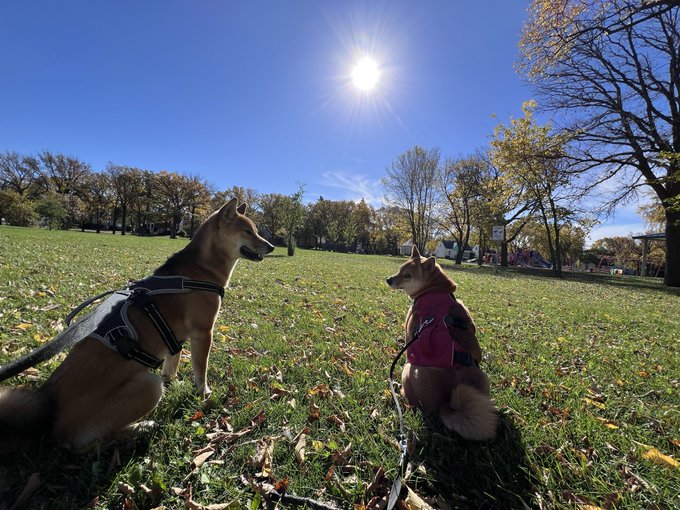 Two dogs, one wearing a gray harness and the other in a pink coat, sit on a grassy park lawn scattered with autumn leaves, looking at each other under a bright sun.