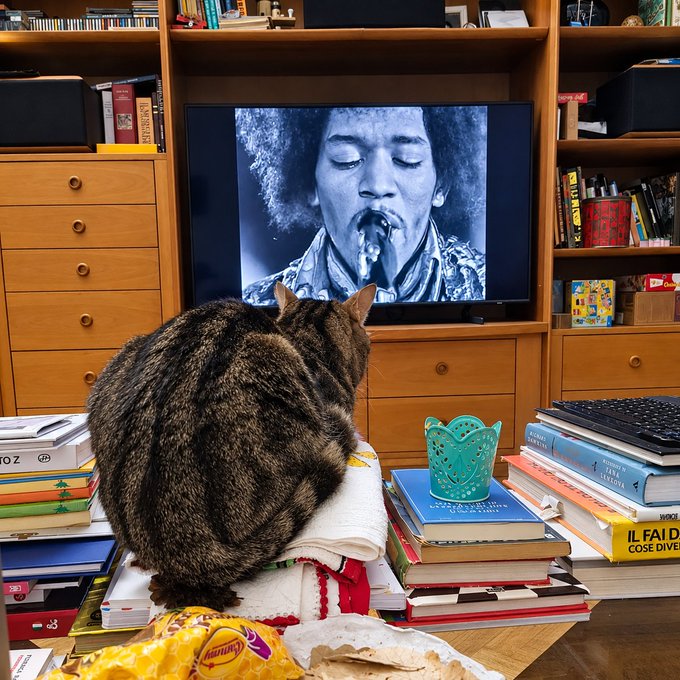 A tabby cat sits on a stack of books watching a black-and-white music video of Jimi Hendrix performing on a television screen.