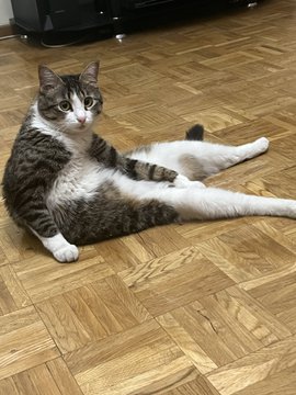 A tabby and white cat lounges on a parquet wood floor, looking up at the camera with an alert expression.